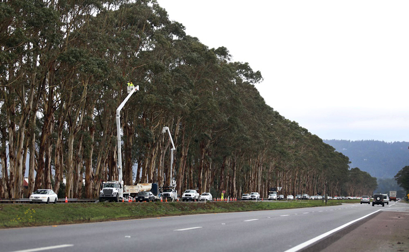 Hwy 101 Eucalyptus Tree Trimming and Removal